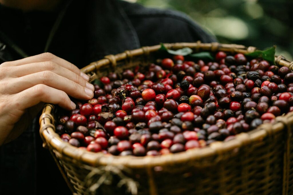 Crop gardener showing wicker basket filled with red berries in farm